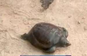 वीटीआर में मछुआरों ने विशालकाय काला कछुआ पकड़ा, पहुंची वन विभाग की टीम, जुटे ग्रामीण