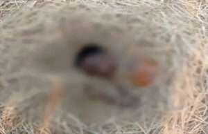 मोतिहारी में घर से लापता बच्चे का शव पुआल के टाली से बरामद, चचेरे भाई पर लगा आरोप