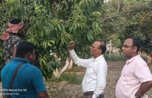 मुख्यमंत्री बागवानी मिशन योजना के तहत लगाए आम व लीची के बाग, मिलेगा सरकारी अनुदान