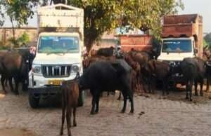 मोतिहारीः सुगौली में तीन पशु तस्कर धराये, दो पिकअप पर लदी 34 मवेशी बरामद