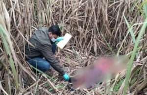 मोतिहारी में गन्ना के खेत से पुलिस ने अज्ञात युवती का शव किया बरामद, हत्या कर शव फेंकने की चर्चा