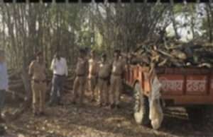 ब्रेकिंगः मोतिहारी में पुलिस ने छापेमारी कर 85 क्विंटल खैर की लकड़ी जब्त की