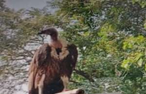 मोतिहारी में गिद्ध को लेकर सनसनी: शरीर पर मिली रहस्यमयी इलेक्ट्रॉनिक डिवाइस, जांच में जुटी खुफिया एजेंसियां