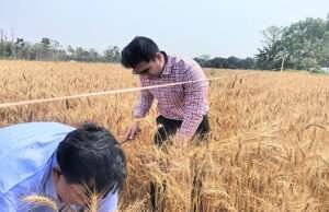 कृषि विभाग ने आयोजित किया फसल कटनी प्रयोग, डीएम भी रहे मौजूद