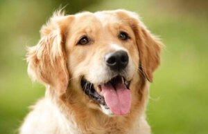 शराब की सनक में की घिनौनी हरकतः मोतिहारी में कुत्ते को मार डाला, खरगोश बताकर गांव वालों को खिलाया मांस